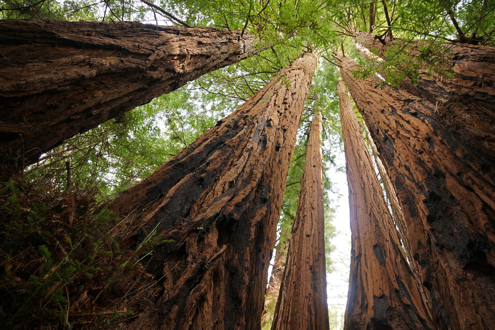 Sequoia_sempervirens_Big_Basin_Redwoods_State_Park_4